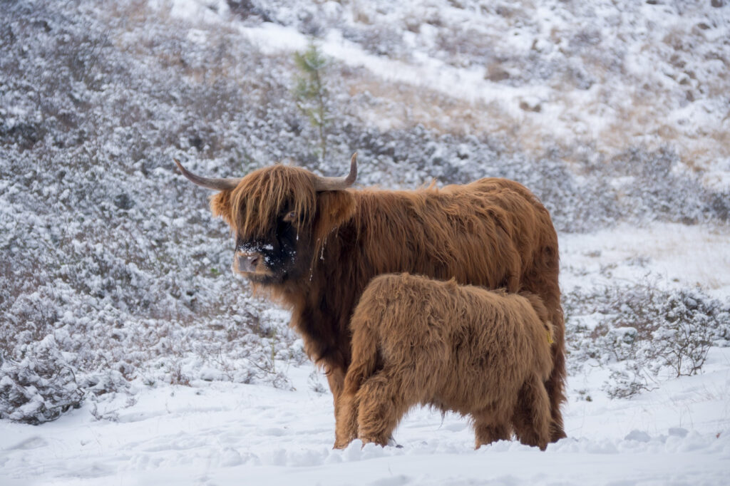 Yak 